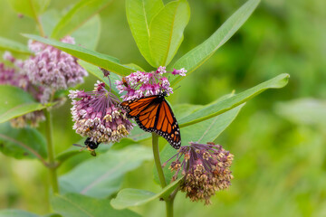 Common Milkweed (Asclepias syriaca ) Whole plant with flowers. In the northeast and midwest, it is among the most important food plants for monarch caterpillars (Danaus plexippus).