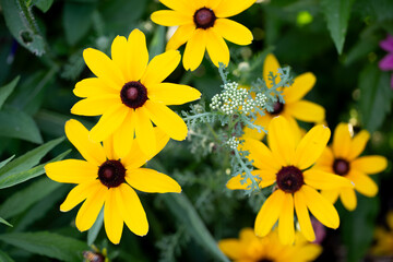 Real Outdoor Yellow Flower Black-Eyed Susan, Rudbeckia Hirta, Yellow Coneflower