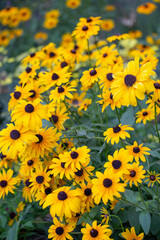 Real Outdoor Yellow Flower Black-Eyed Susan, Rudbeckia Hirta, Yellow Coneflower