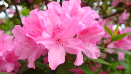 Close-up of pink azaleas