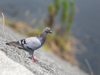 川の堤防を歩く鳩