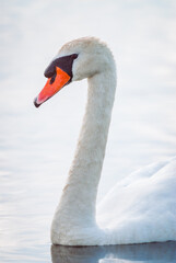High key portrait of a Mute Swan swimming on calm water