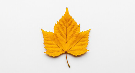 Fototapeta premium A striking single yellow autumn leaf, showcasing the intricate natural beauty and warm hues of fall foliage against a bright, minimalist backdrop
