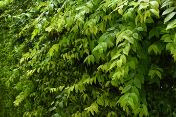 green leaf fence in the garden, natural background in springtime