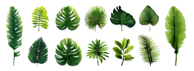 Various tropical leaves in vibrant green tones.  Different shapes and sizes of lush foliage, isolated on a black background.  Detailed textures and outlines highlight the leaves' intricate patterns