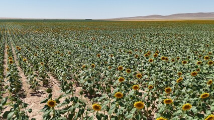 Sunflower field landscape. Bright sunflowers field. High quality photo