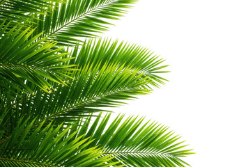 Closeup of vibrant green palm leaves isolated on transparent background