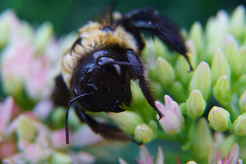 Carpenter Bee on Sedum