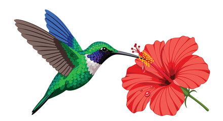 Hummingbird Enjoys Hibiscus Nectar in Delicate Illustration, Vibrant Color, Detailed Features, Artistic Design, Tropical Beauty