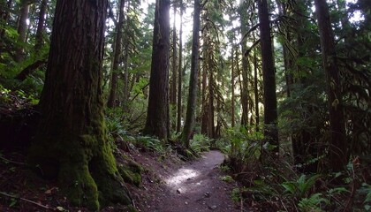 Fototapeta premium Sunlit path through mossy forest