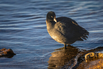 An American coot wades near the shoreline, surrounded by calm water and bathed in warm sunrise...