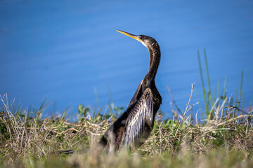 Snakebird Anhinga anhinga also called American darter or water turkey displays  in greens  by the water