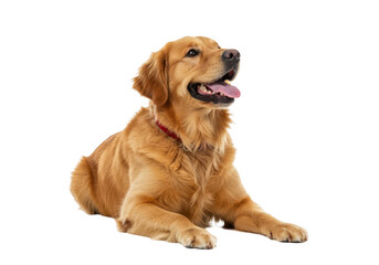 Fototapeta premium Golden retriever dog isolated on transparent background