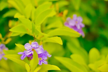 stunning scene of vibrant green leaves and graceful trees adorned with delicate purple flowers. The ornamental plants radiate natural beauty, blending elegance and serenity in a charming display of na