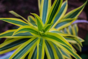 close-up view of ornamental trees and leaves showcasing a stunning mix of green and yellow hues. The intricate patterns and textures highlight the beauty of nature, creating a vibrant and harmonious s