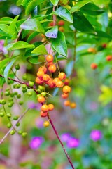 vibrant orange leaf rests gracefully among ornamental trees and seeds, showcasing the beauty of nature’s delicate design. The warm tones and elegant details highlight the charm of decorative plants in