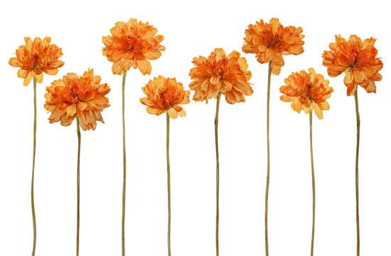 Eight  orange  flowers  in  a  row,  stems  vertical