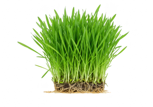 Fresh green grass with roots isolated on transparent background - Powered by Adobe