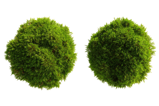 Two circular patches of vibrant green moss, top-down view
