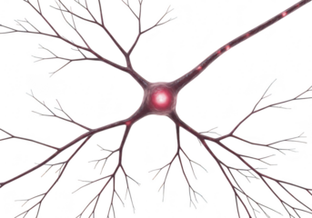 Closeup of a single neuron cell with dendrites isolated on transparent background