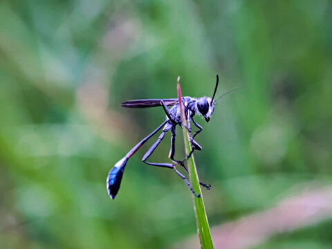 Macro shot of a blue mud dauber wasp perched on a green grass blade in nature with a soft blurred background, perfect for wildlife, insect species, macro photography, and biodiversity stock photo.  