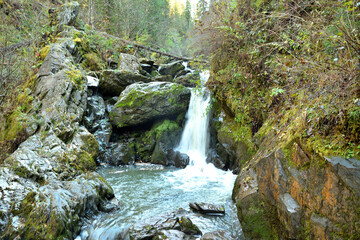 A river stream trapped in rocky mountains falls like a turbulent waterfall into a dense coniferous forest on a cloudy autumn morning.