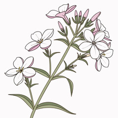 creeping phlox white vector illustration 