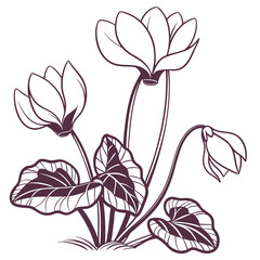 cyclamen with leaves