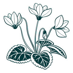 cyclamen vector illustration 