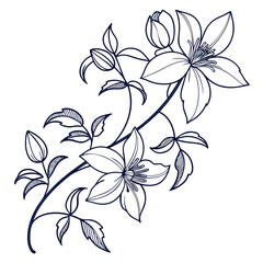 clematis texensis on white background 