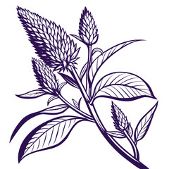 black and white celosia intenz purple