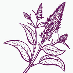 vector illustration of celosia intenz purple