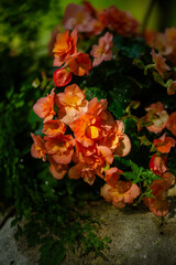 autumn leaves on the ground