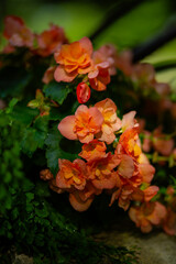 red and yellow leaves