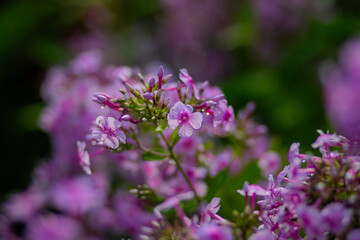 close up of lavender