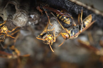 Dark-waisted paper wasp (Polistes jokahamae) is a species of paper wasp from Japan.