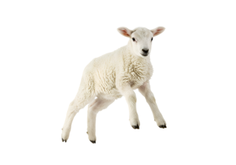 Playful Lamb: Studio Shot of a Young Sheep Isolated on Transparent Background