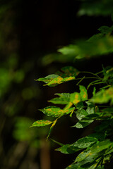 green leaves in the forest