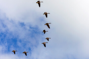 Flock of Canada geese in flight