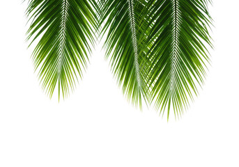 Fototapeta premium Green palm leaves isolated on transparent background