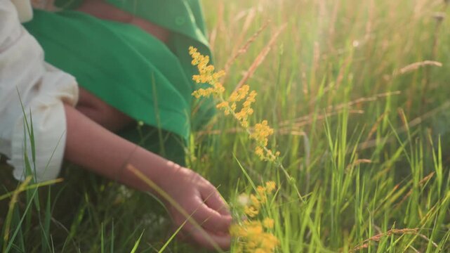 close up of woman kneeling in tall summer grass gently picking wild yellow flower as sunlight creates soft glow on green field background