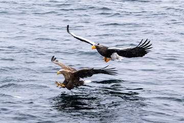 Whitei-tailed Eag;e and Steller's Sea Eagle hunting for food