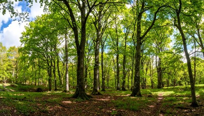 Obraz premium Lush spring forest scene