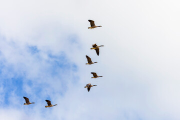 Flock of Canada geese in flight
