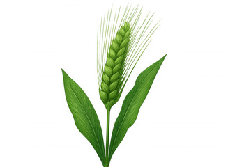 Obraz premium Green wheat stalk standing tall, displaying verdant foliage with crisp detail against translucent backdrop, representing agricultural vitality
