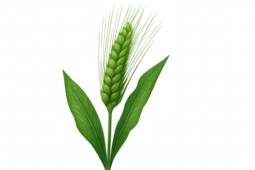 Green wheat stalk standing tall, displaying verdant foliage with crisp detail against translucent backdrop, representing agricultural vitality