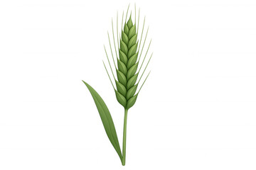 Realistic illustration of a green wheat stalk with leaf isolated on transparent background, representing growth, agriculture, and nature