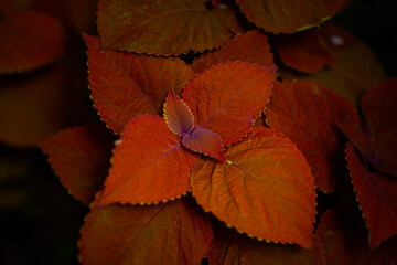 red and yellow leaves