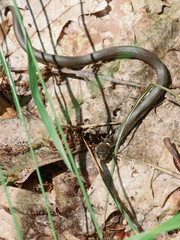 ​A common viper slithering on fallen leaves in the forest creates an atmosphere of wild and unexplored nature. This image is ideal for illustrating themes related to wildlife, ecology, biology, forest