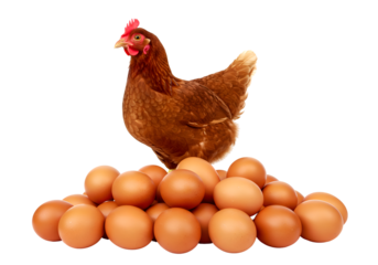 Brown Hen with Fresh Brown Eggs: Farm Fresh Poultry Isolated on Transparent Background